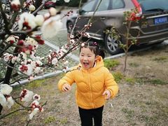 -林屋梅海青梅保护基地