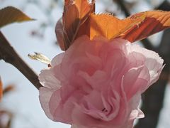 -高东镇樱花园