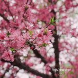 在西湖文化广场邂逅一抹粉红菊花桃，桃花依旧笑春风😄