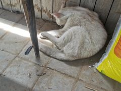 -庞各庄翠芳园西瓜蔬菜基地采摘园