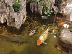 -丰圆轩粤式茶楼 . 点心粤菜(夏茅店)