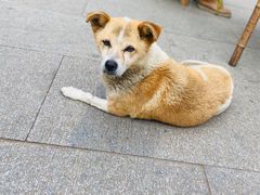 -西湖风景区十里琅珰-五云山