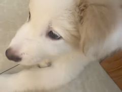 -宠颐生汉谟拉比宠物医院