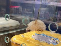 -FAELING PETS美天灵宠物(富力广场店)