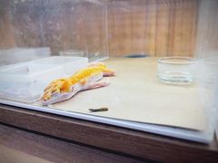 -酷以爬仙阁实体爬宠店·守宫·蜥蜴·专业繁育