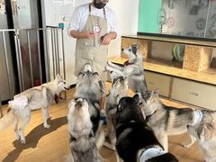 -Husky Go! 哈士奇体验馆·宠物咖啡厅狗咖