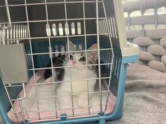 -lincat·猫舍(广州店)