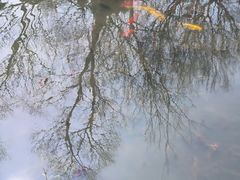 -泗洪洪泽湖湿地景区