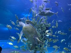 -左海海底世界