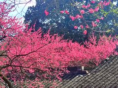 -杭州植物园