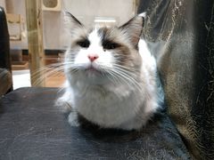-猫色咖啡·猫咖