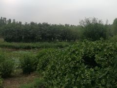 -东郊湿地公园