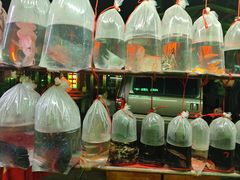 -中环花鸟鱼虫市场