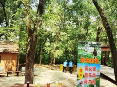 -滕州微山湖红荷湿地景区