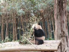 -广州长隆野生动物世界