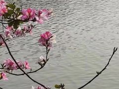 -海珠湖公园