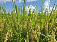 -光明小镇欢乐田园