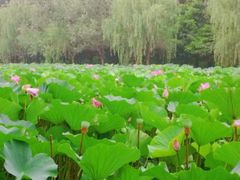 -渡海小渔村.老辈日照菜