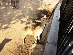 -石家庄市动物园