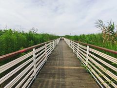 -春花秋色城市公园