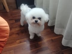 -利又安动物医院··老年病·猫科犬科·中兽医