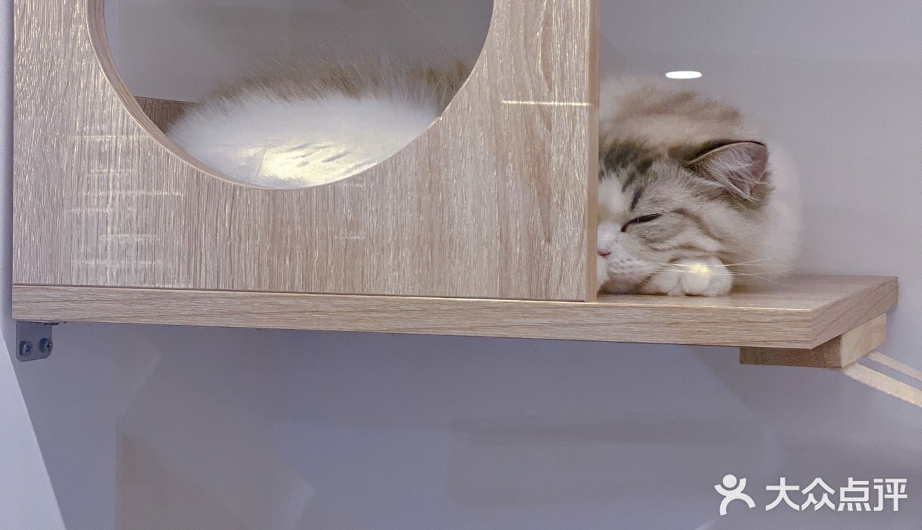 爱马仕级别猫咪会所！铲屎官快来～