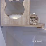 爱马仕级别猫咪会所！铲屎官快来～
