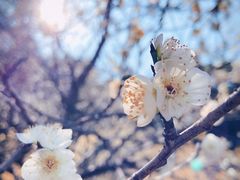 -杭州植物园
