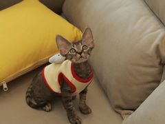 -猫十亿·布偶金渐层·曼基康矮脚猫舍(青年路店)