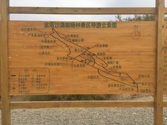 -金塔沙漠胡杨林景区
