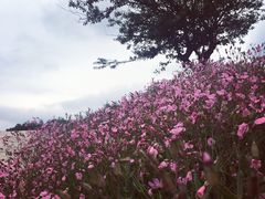 -名花谷生态庄园