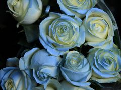 -循礼门鲜花花市(武汉循礼门店)