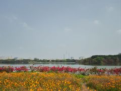 -海珠湖公园
