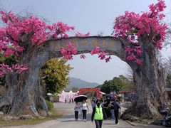 -天适樱花悠乐园