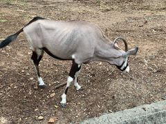 -清迈夜间动物园