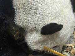 -海南热带野生动植物园