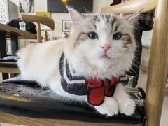 -平行世界·猫咖(首经贸店)