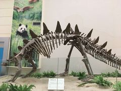 -四川大学博物馆
