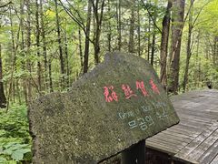 -五营红松林海景区