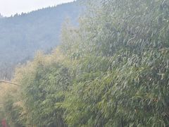 -鲁山国家森林公园