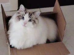 -欣宠猫屋·矮脚拿破仑·蓝金金渐层