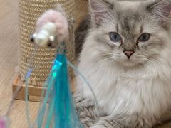 -有喵·猫咖·狗咖·30几只猫10只小狗(岗厦店)