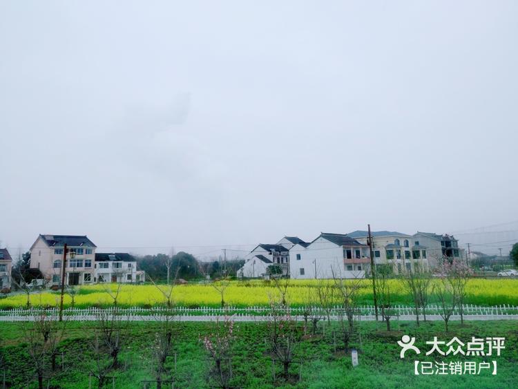 苏州赏花系列望亭油菜花2019