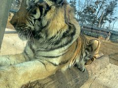 -西霞口神雕山野生动物世界