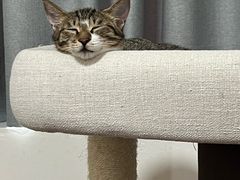 -纳吉亚猫专科动物医院(康都外科中心)