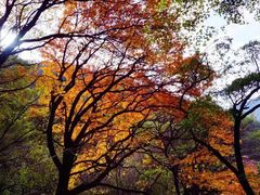 -叠溪松坪沟景区
