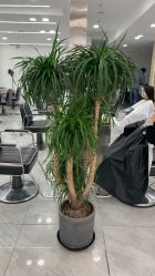 -Coo Hair salon