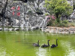 -千岛湖石林
