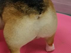 -宠福鑫康馨动物医院·骨科·眼科