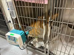 -康成宠物医院24H·CT·核磁共振